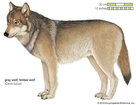 timber wolf crossword clue 4 letters|Timber wolf Definition & Meaning .